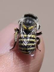 Anthidium rodecki