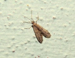 Phycitodes inquinatella