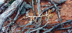 Eriospermum ramosum
