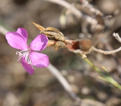 Dianthus ciliatus