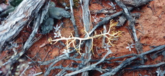 Eriospermum ramosum