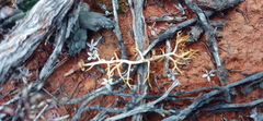 Eriospermum ramosum