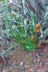 Eriospermum flabellatum