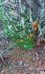 Eriospermum flabellatum