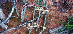 Eriospermum ramosum