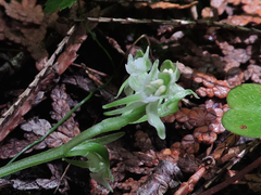 Platanthera obtusata