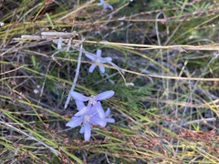 Philotheca salsolifolia