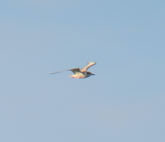 Chlidonias leucopterus