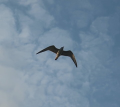 Chlidonias leucopterus