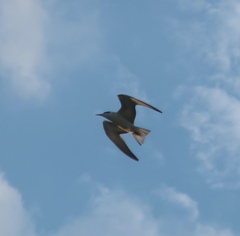 Chlidonias leucopterus