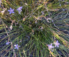 Philotheca salsolifolia