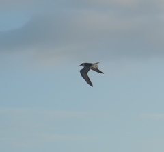 Chlidonias leucopterus