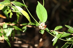 Leichhardtia fraseri