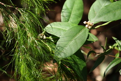 Leichhardtia fraseri