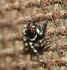 Hasarius adansoni