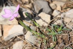 Dianthus ciliatus