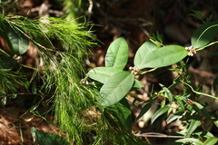 Leichhardtia fraseri