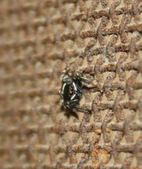 Hasarius adansoni