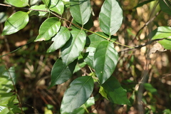 Gynochthodes umbellata