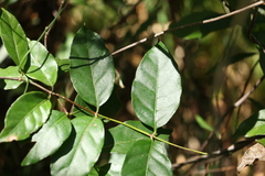 Gynochthodes umbellata