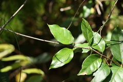 Gynochthodes umbellata