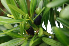 Podocarpus costalis