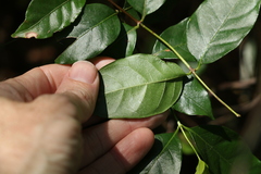 Gynochthodes umbellata