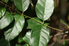 Gynochthodes umbellata