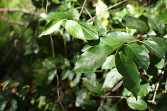 Gynochthodes umbellata