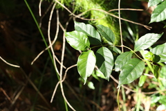 Gynochthodes umbellata