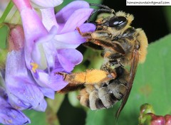 Eucera interrupta