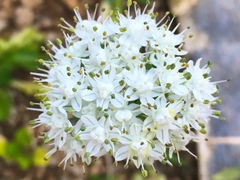 Allium cepa cepa