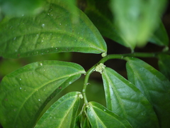 Elatostema lineolatum