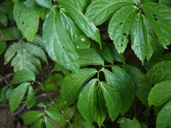 Elatostema lineolatum