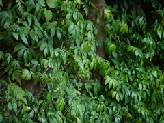 Elatostema lineolatum