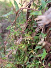 Chenopodium nutans nutans