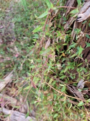 Chenopodium nutans nutans