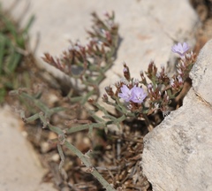 Limonium cancellatum