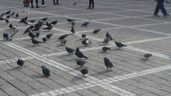 Columba livia domestica