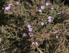 Limonium cancellatum