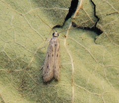 Phycitodes inquinatella