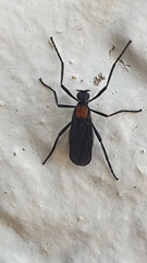 Plecia ruficollis