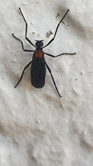 Plecia ruficollis