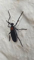 Plecia ruficollis