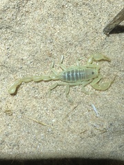 Paruroctonus baergi