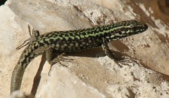 Podarcis muralis