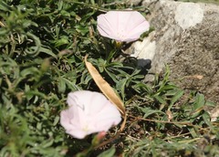 Convolvulus cantabrica