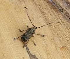 Phloeobius