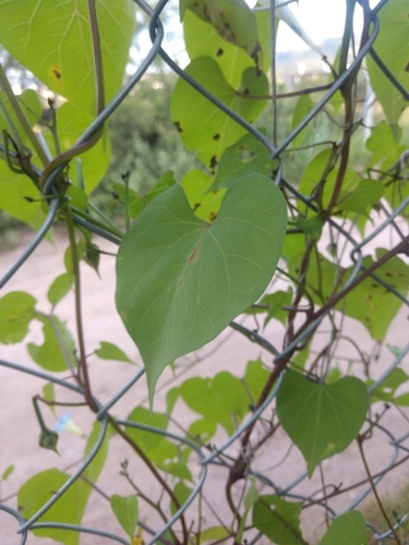 Image of Ipomoea cardiophylla by (c) Alexis López Hernández, some rights reserved (CC BY)