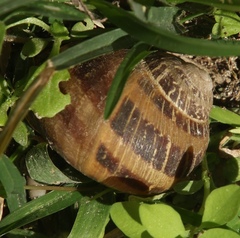 Cornu aspersum